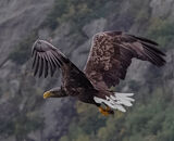 Commended: White Tailed Eagle