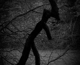 Certificate: Something Wicked This Way Comes