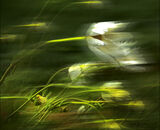 Accepted: Windy Flowers