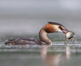 1st Place - Great Crested Grebe with Perch