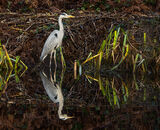 Highly Commended: Reflections on the river bank