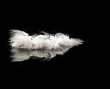 Commended: Reflecting Feather