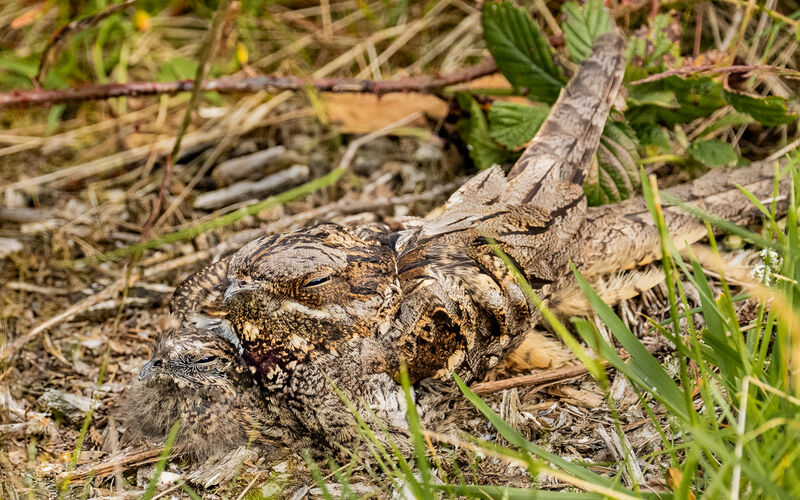 Highly Commended: Master of camouflage Nightjar with young