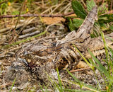 Highly Commended: Master of camouflage Nightjar with young