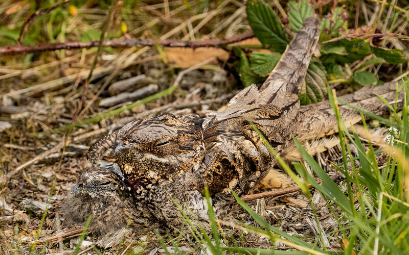 Accepted: Master Of Camouflage Nightjar With Young