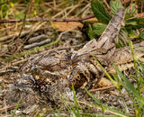 Accepted: Master Of Camouflage Nightjar With Young