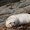 Atlantic Grey Seal Pup, Cwm Tudu (01)