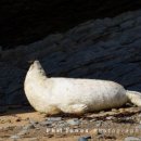 Atlantic Grey Seal Pup, Cwm Tudu (02)