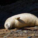 Atlantic Grey Seal Pup, Cwm Tudu (03)
