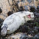 Atlantic Grey Seal Pup off Gwbert (01)