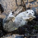 Atlantic Grey Seal Pup off Gwbert (02)