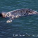 Atlantic Grey Seal off Gwbert