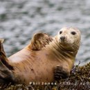 Atlantic Grey Seal off St Martins Haven (01)