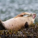 Atlantic Grey Seal off St Martins Haven (02)
