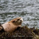 Atlantic Grey Seal off St Martins Haven (03)