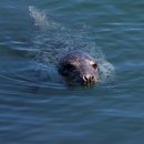 Atlantic Grey Seal