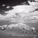 The Submerged Forest, Borth