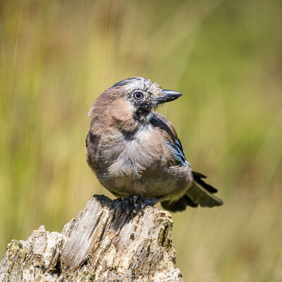 Jay in moult, Blaenpennal