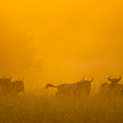 Wildebeest at dawn, Maasai Mara