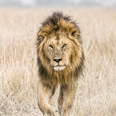 Lion, Maasai Mara