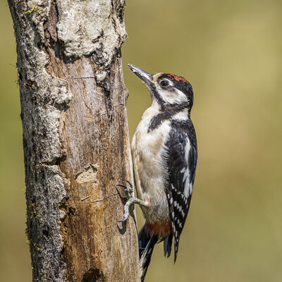 Juvenile GSW, Blaenpennal