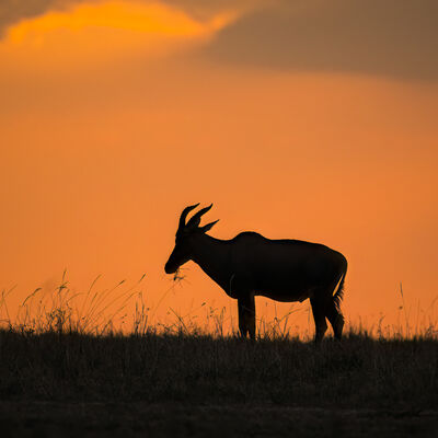 Sunset Topi, Maasai Mara