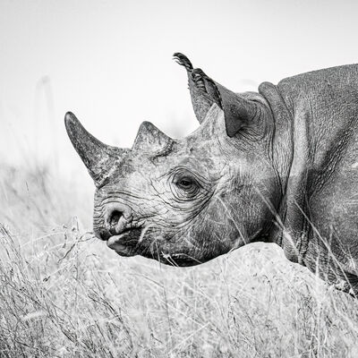 Black Rhinocerous, Maasai Mara