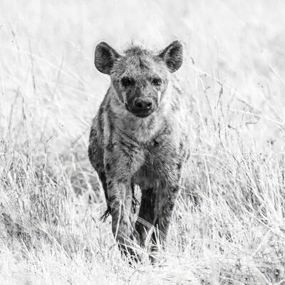 Spotted hyena, Maasai Mara