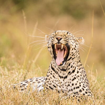 Leopard, Maasai Mara