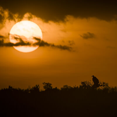 White-backed vulture at sunset, Maasai Mara