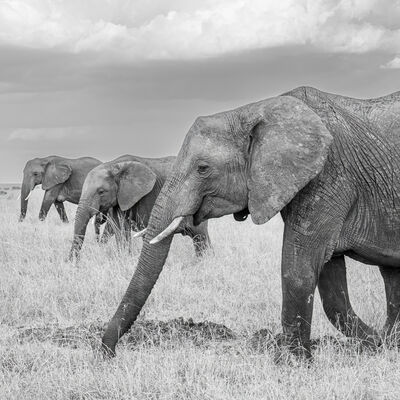 African elephant, Maasai Mara