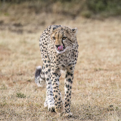 Cheetah, Maasai Mara