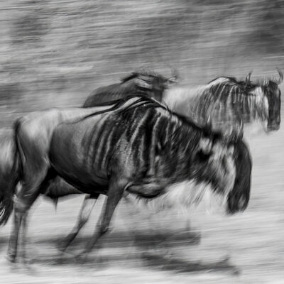 Wildebeest in motion, Maasai Mara