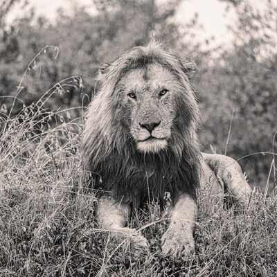 Lion in rain, Maasai Mara