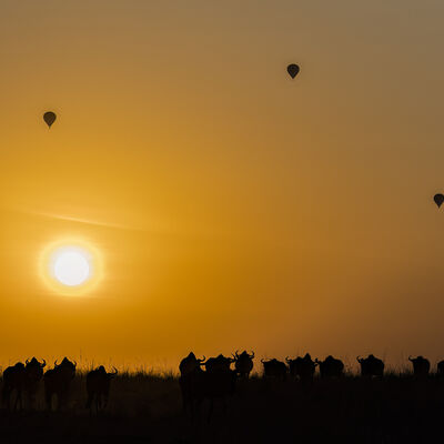 Hot air balloons over the Maasai Mara dawn