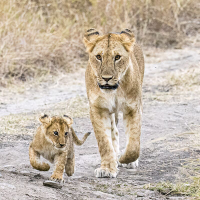 Lioness and cub, Maasai Mara