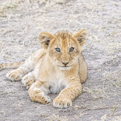 Lion cub, Maasai Mara