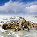 Submerged Forest, Borth