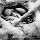 Submerged Forest, Borth