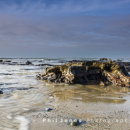 Submerged Forest, Borth
