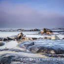 Submerged Forest, Borth