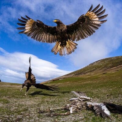 Striated Caracara, Falkland Islands