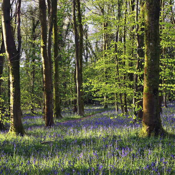 Bluebells Wood spring sunlight