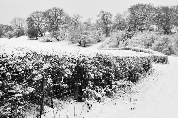 A Frozen Winter Landscape. Frozen Winter Landscape black and white