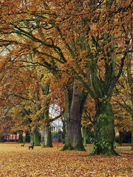 Autumn, Bailey Park Abergavenny.
