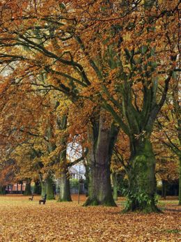 Autumn, Bailey Park Abergavenny.