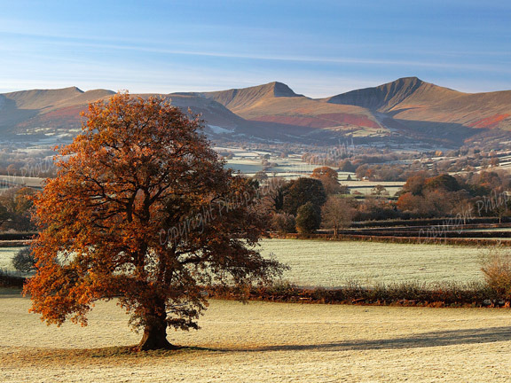 Autumn gold.Brecon Beacons.