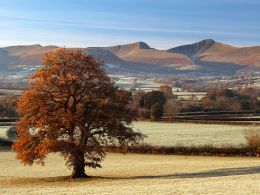 Autumn gold.Brecon Beacons.