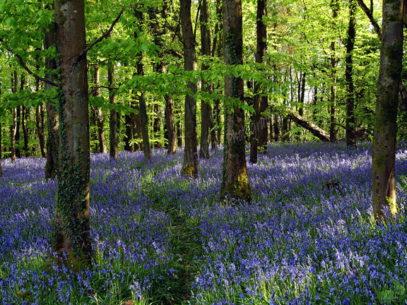 Bluebell Wood.