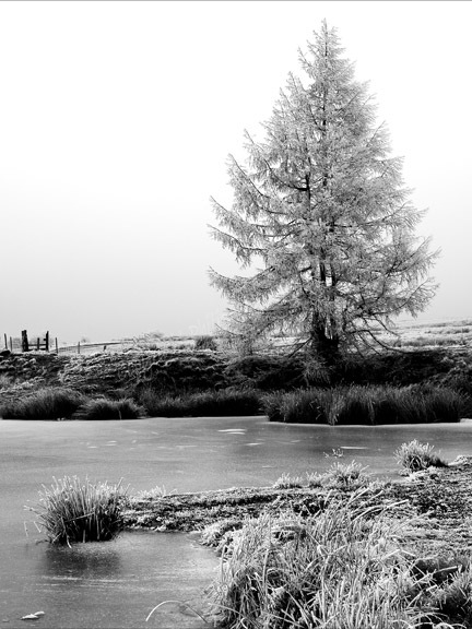 The Dragonfly Pond in winter, Ebbw Vale.